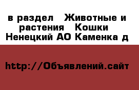  в раздел : Животные и растения » Кошки . Ненецкий АО,Каменка д.